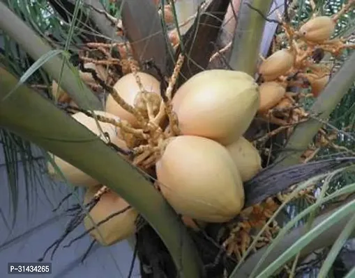 Natural Coconut Plant-thumb0