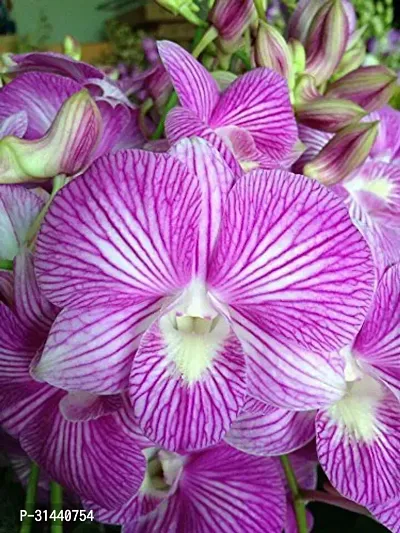 Natural Orchid Plant-thumb0