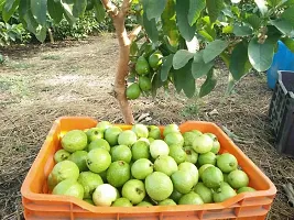 Natural Guava Plant-thumb4