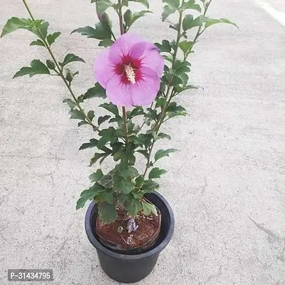 Natural Hibiscus Plant