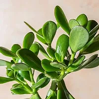 Natural Crassula Plant-thumb1