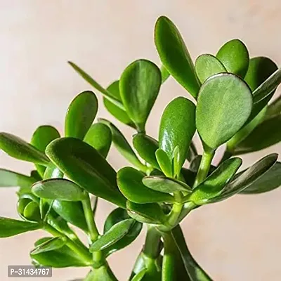 Natural Crassula Plant-thumb2