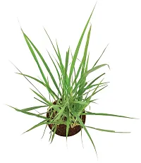 Natural Lemon Grass Plant-thumb3