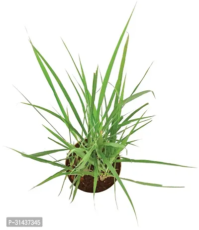 Natural Lemon Grass Plant-thumb4