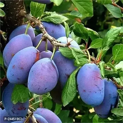 Natural Aloo Bukhara - Plum Plant-thumb0