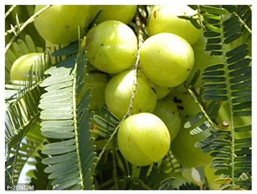 Amla Plant