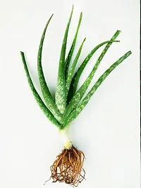 Natural Aloe Vera Plant-thumb1