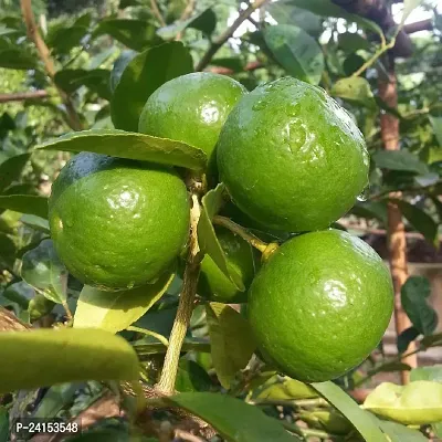 Lemon Plant