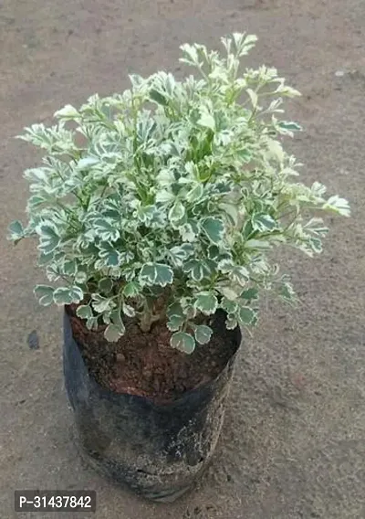 Natural Money Plant