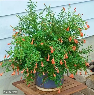 Natural Pomegranate Plant