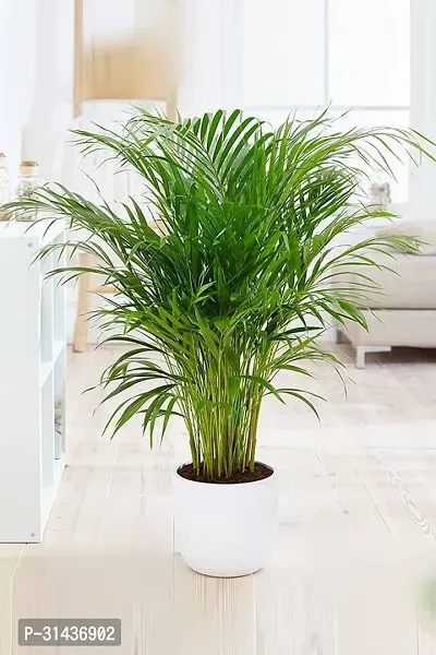 Natural China Palm Plant-thumb0