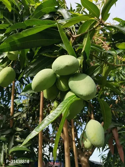 Natural Mango Plant