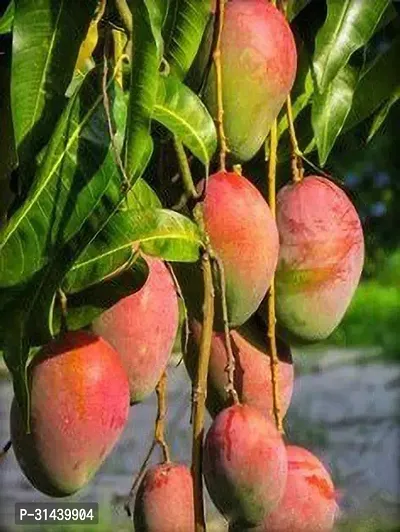 Natural Mango Plant-thumb0