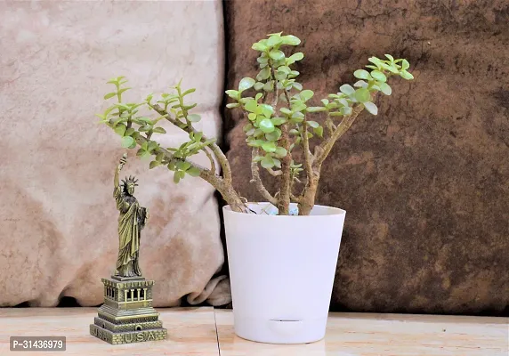 Natural Jade Plant