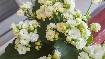 Natural Kalanchoe Plant-thumb1