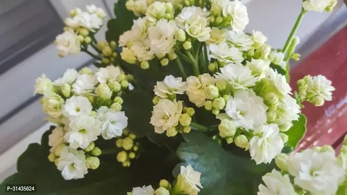 Natural Kalanchoe Plant-thumb2