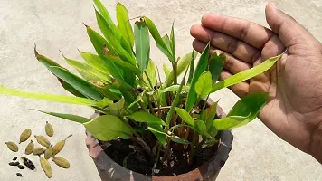 Natural Elaichi/Cardamom Plant-thumb2