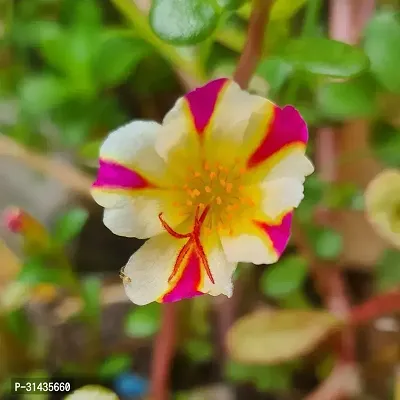 Natural Portulaca Plant-thumb0