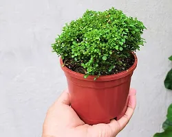 Natural Timbactu Plant-thumb3