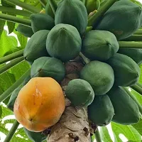 Natural Papaya Plant-thumb3