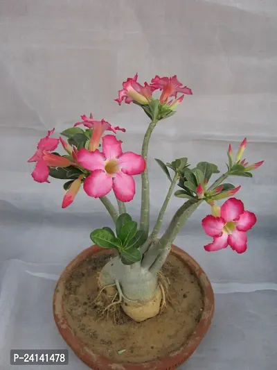 Desert Plant-thumb0
