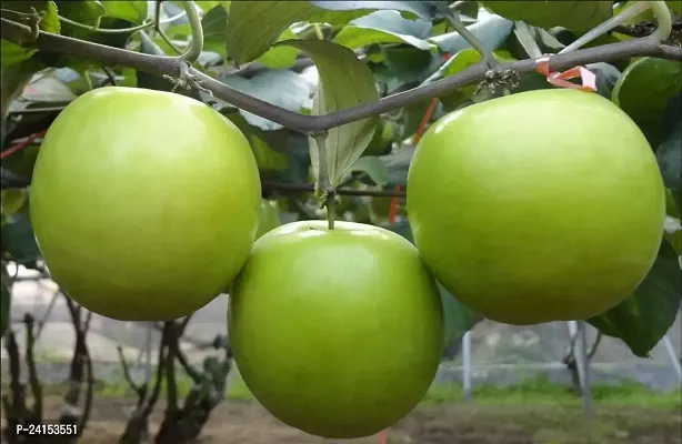 Ber Apple Plant