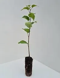 Natural Apple Plant-thumb3