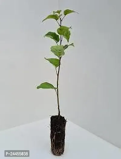 Natural Apple Plant-thumb4