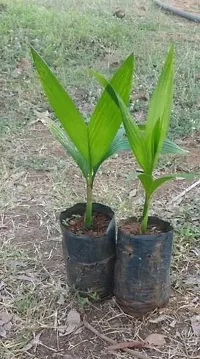 Natural Betel Nut - Supari Plant-thumb1