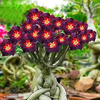 Natural Adenium Plant-thumb0