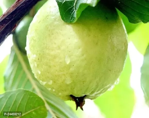 Natural Guava Plant-thumb0