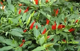 Natural Mirch/Chilli Plant-thumb1