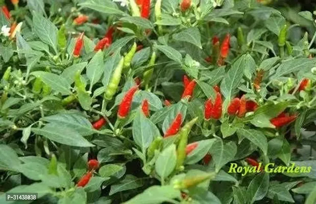 Natural Mirch/Chilli Plant-thumb2