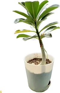 Natural Adenium Plant With Pot-thumb4