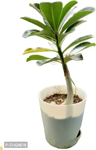 Natural Adenium Plant With Pot-thumb5