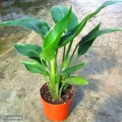 Natural Bird Of Paradise Plant-thumb2