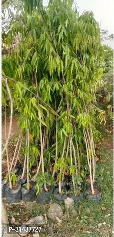 Natural Ashok Plant