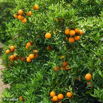 Natural Orange Plant