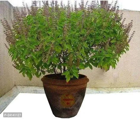 Tulsi Plant