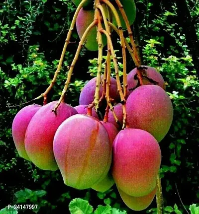 Mango Plant