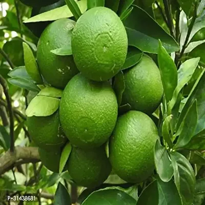 Natural Lemon Plant-thumb2