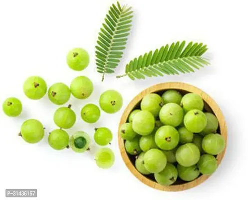 Natural Amla Plant-thumb0