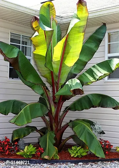 Natural Banana Plant