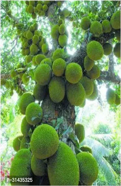 Natural Jackfruit Plant-thumb5