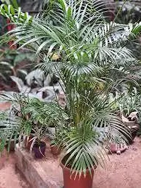 Natural Areca Palm Plant-thumb4