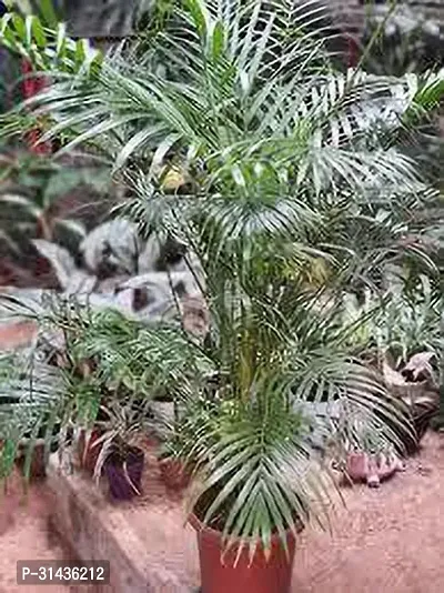 Natural Areca Palm Plant-thumb5