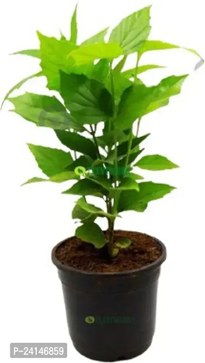 Parijat/Harsingar Plant