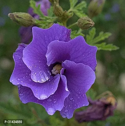 Natural Hibiscus Plant-thumb0