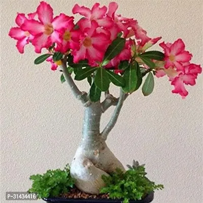 Natural Adenium Plant-thumb0