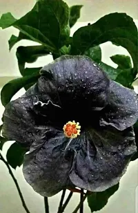 Natural Hibiscus Plant-thumb1